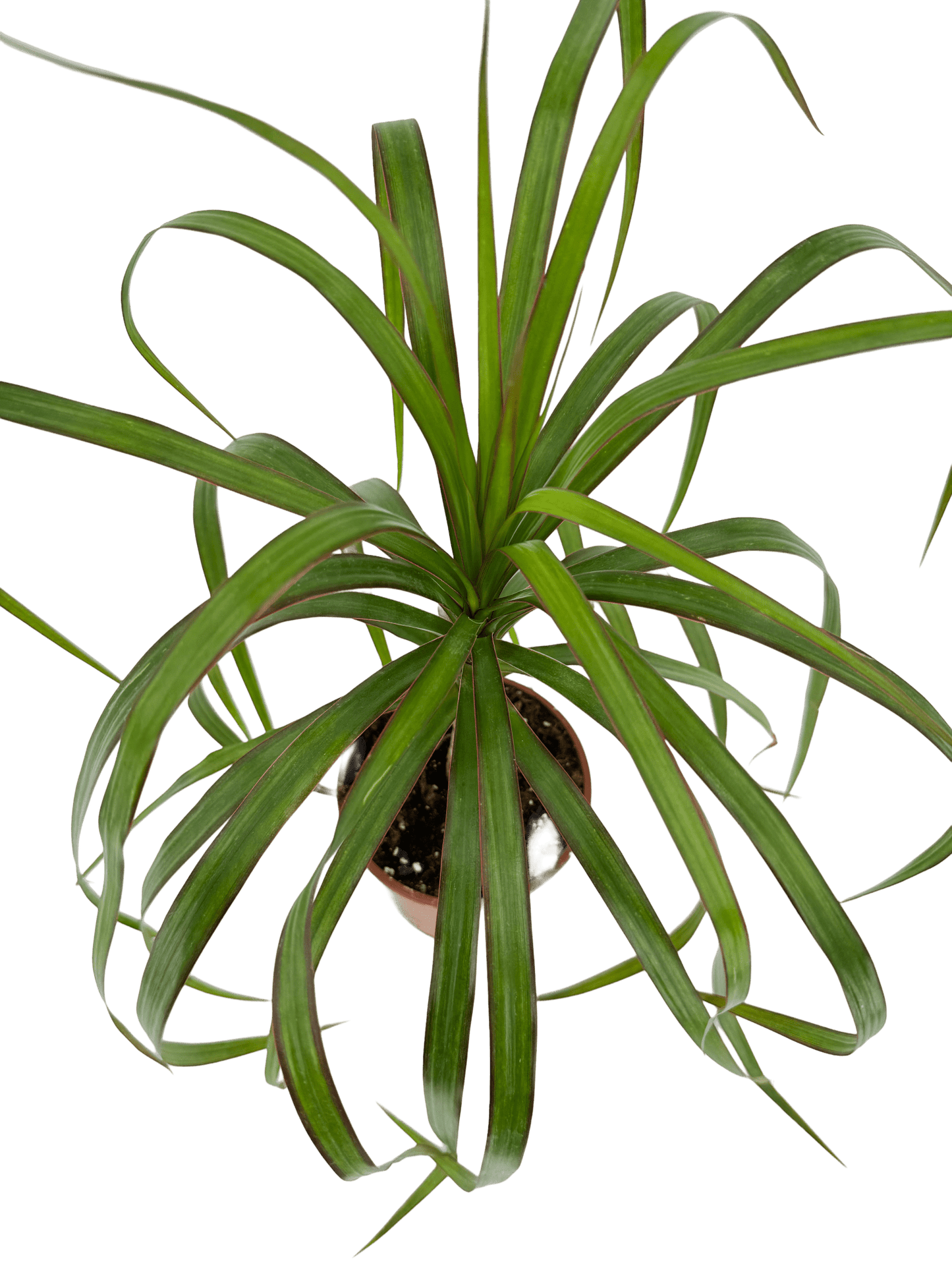 דרצנה מרגינטה - רוטין (ירוק במרפסת לשעבר)