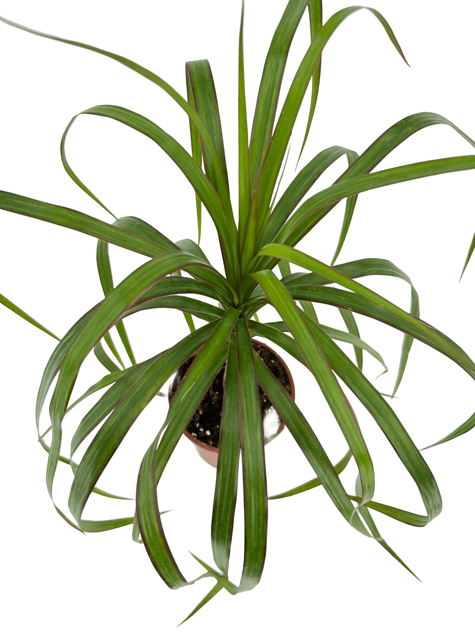 דרצנה מרגינטה - רוטין (ירוק במרפסת לשעבר)