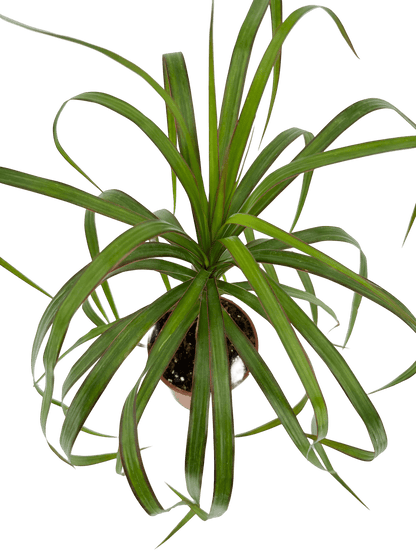 דרצנה מרגינטה - רוטין (ירוק במרפסת לשעבר)