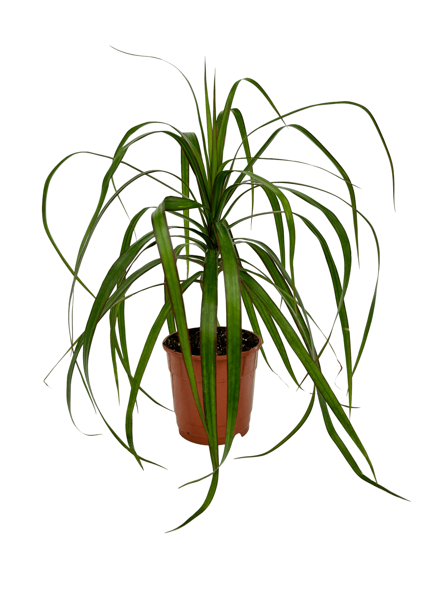 דרצנה מרגינטה - רוטין (ירוק במרפסת לשעבר)