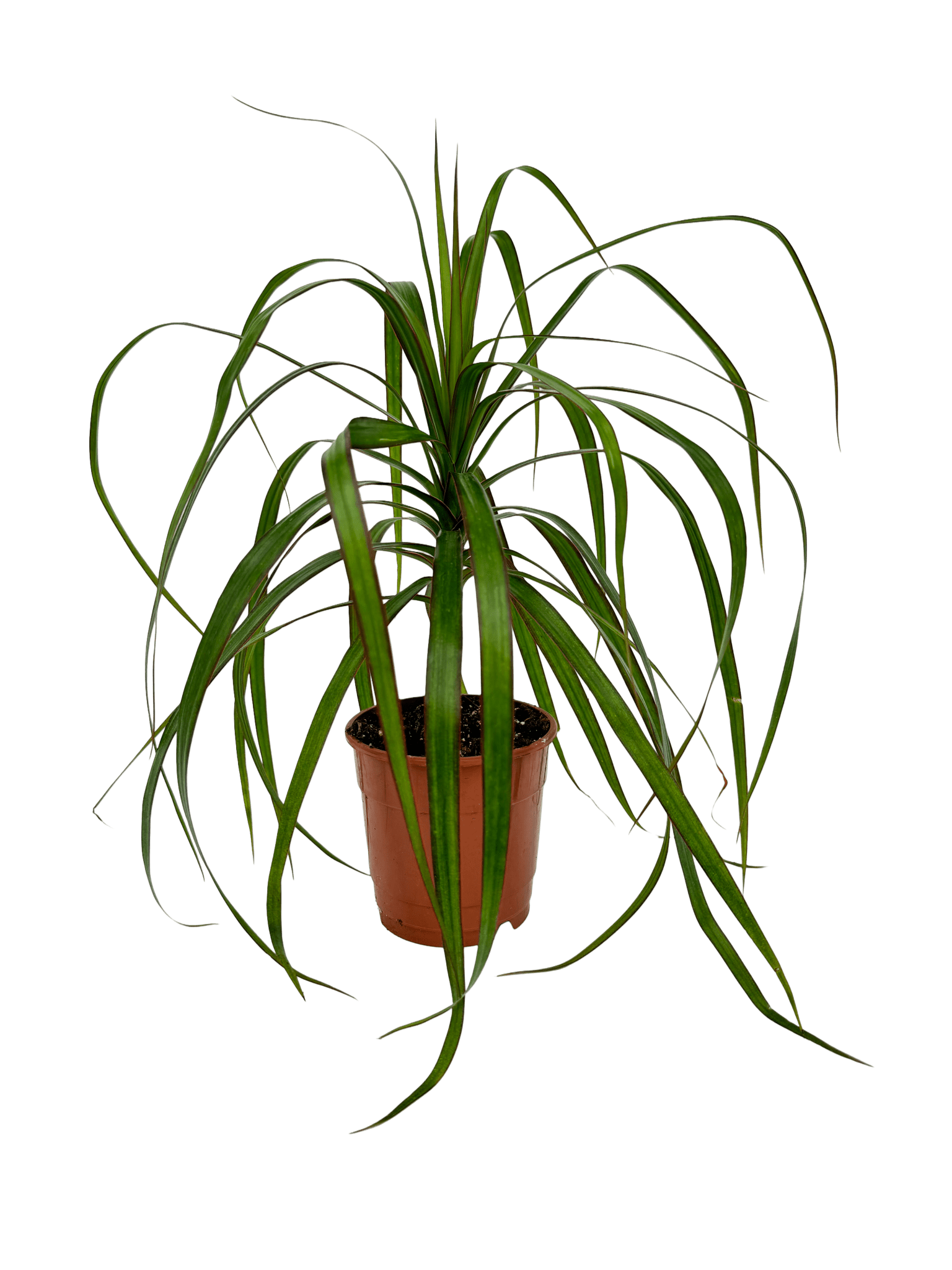 דרצנה מרגינטה - רוטין (ירוק במרפסת לשעבר)