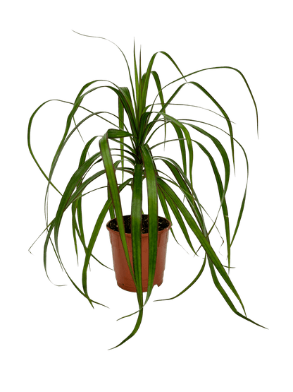 דרצנה מרגינטה - רוטין (ירוק במרפסת לשעבר)