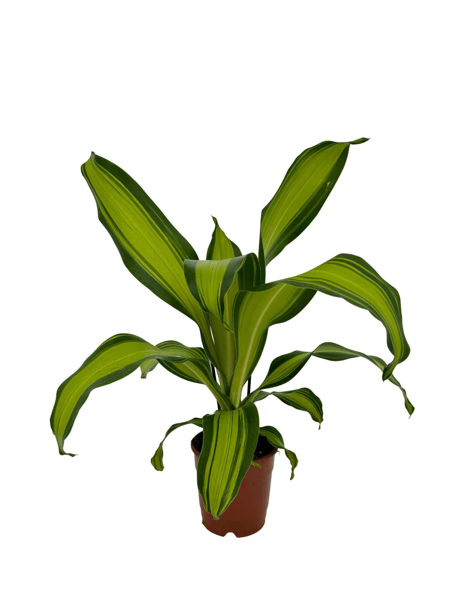 דרצנה מסינגה - רוטין (ירוק במרפסת לשעבר)