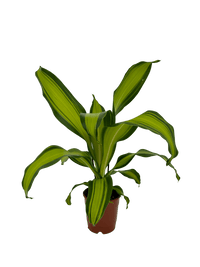 עציץ מגדלים (חינם)