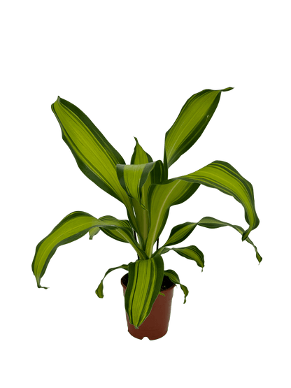 דרצנה מסינגה - רוטין (ירוק במרפסת לשעבר)