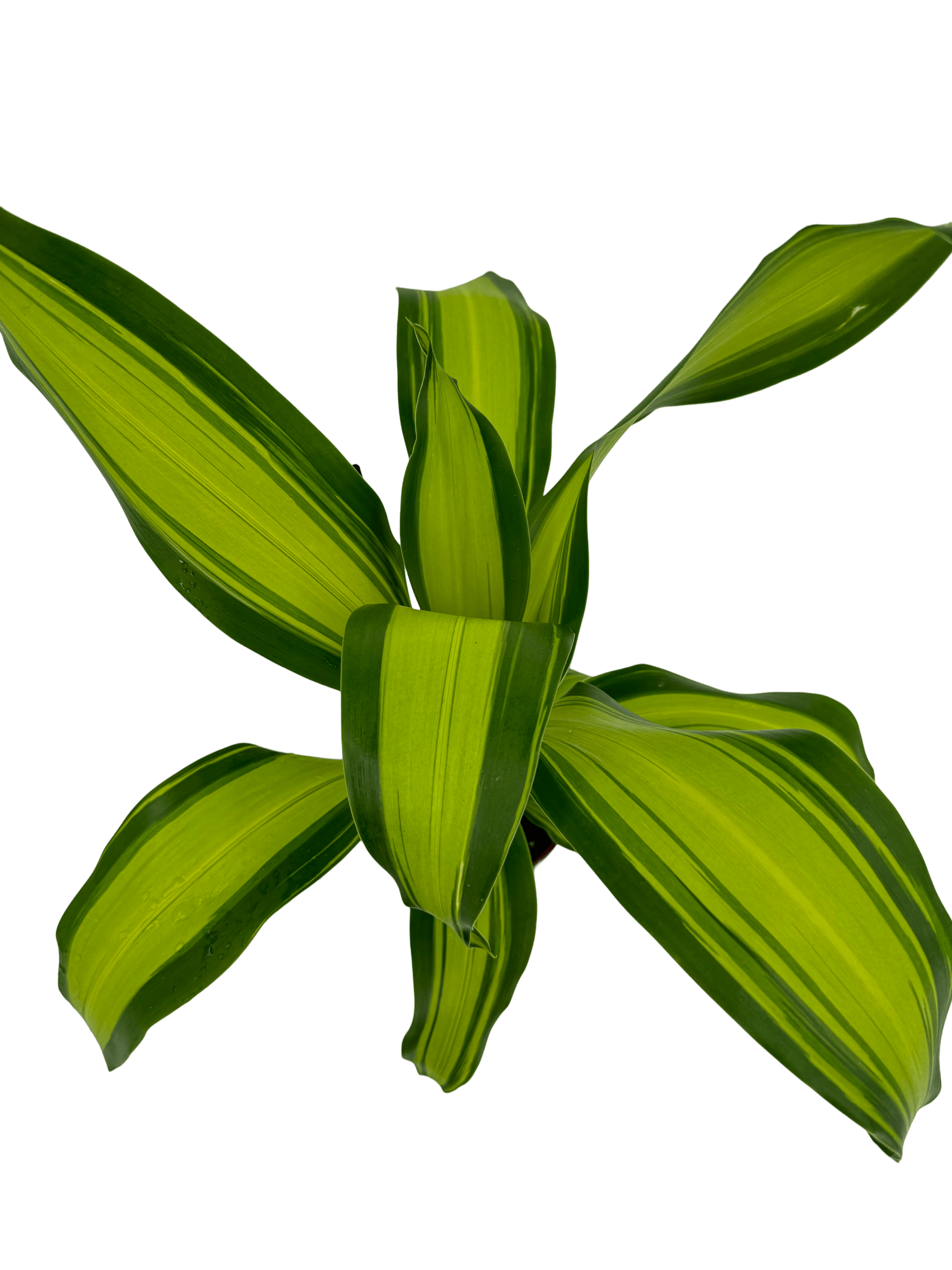 דרצנה מסינגה - רוטין (ירוק במרפסת לשעבר)