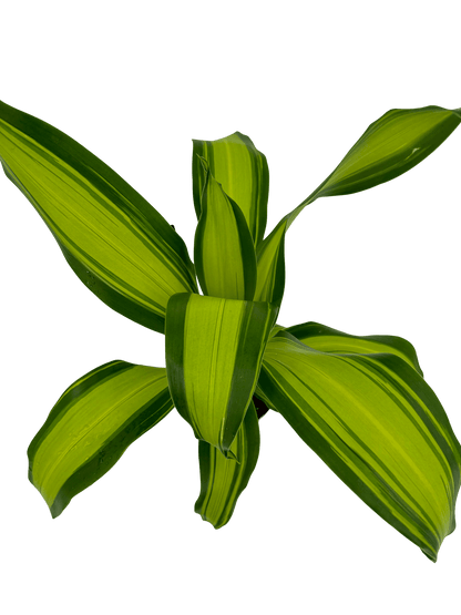 דרצנה מסינגה - רוטין (ירוק במרפסת לשעבר)