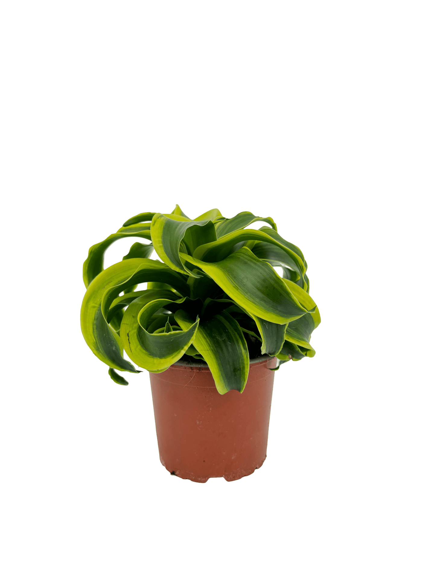 דרצנה טורנדו - רוטין (ירוק במרפסת לשעבר)