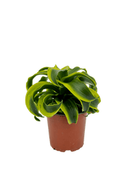 עציץ מגדלים (חינם)