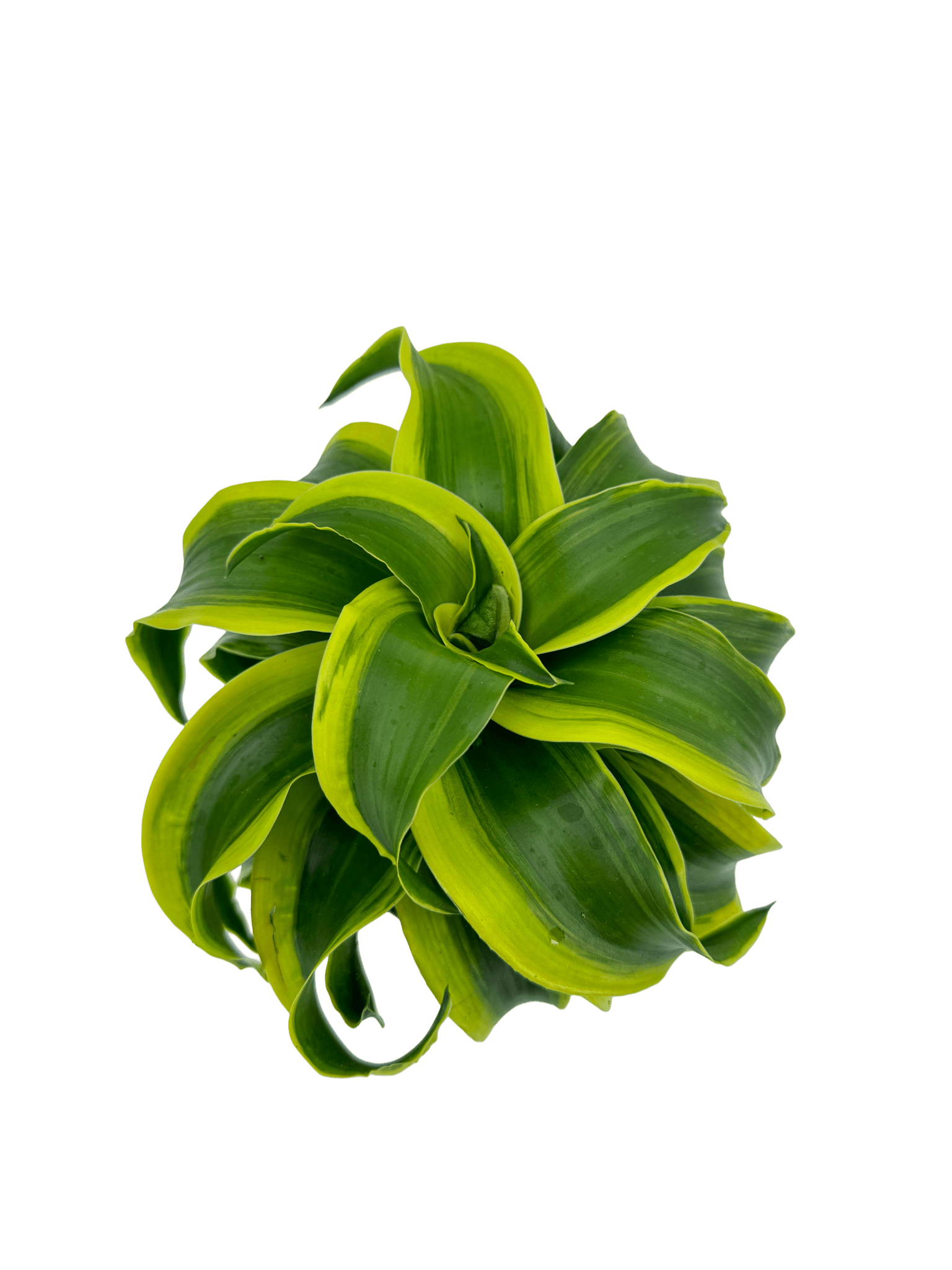 דרצנה טורנדו - רוטין (ירוק במרפסת לשעבר)