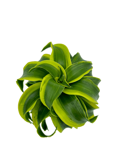 דרצנה טורנדו - רוטין (ירוק במרפסת לשעבר)