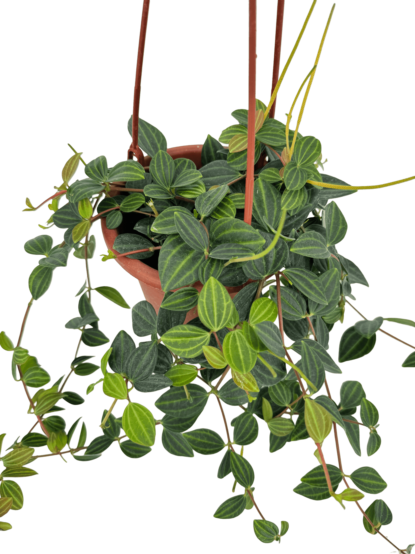 פפרומיה אנגולטה עציץ קוטר 15 ס״מ - רוטין (ירוק במרפסת לשעבר)