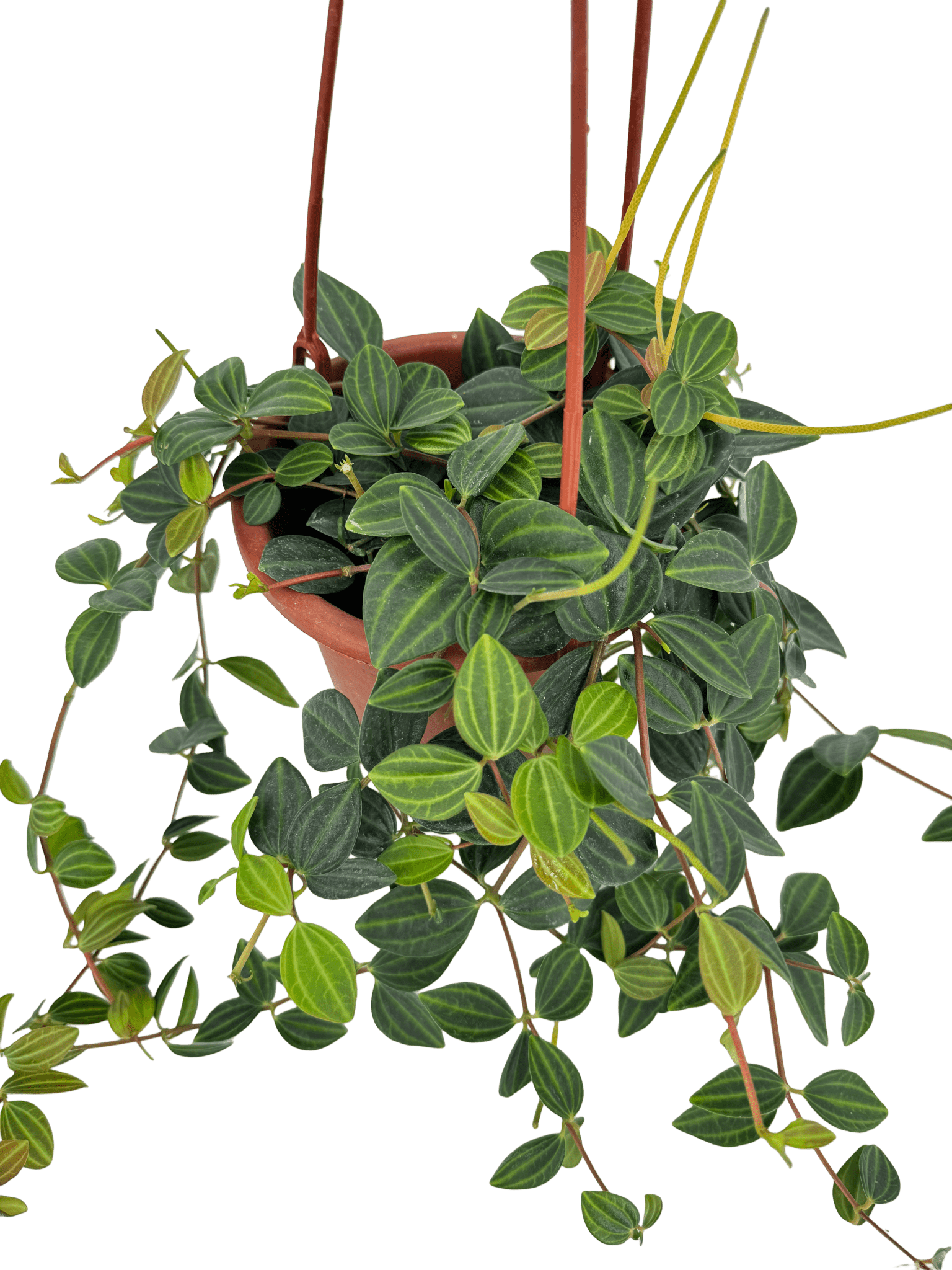 פפרומיה אנגולטה עציץ קוטר 15 ס״מ - רוטין (ירוק במרפסת לשעבר)