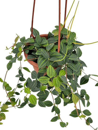 פפרומיה אנגולטה עציץ קוטר 15 ס״מ - רוטין (ירוק במרפסת לשעבר)