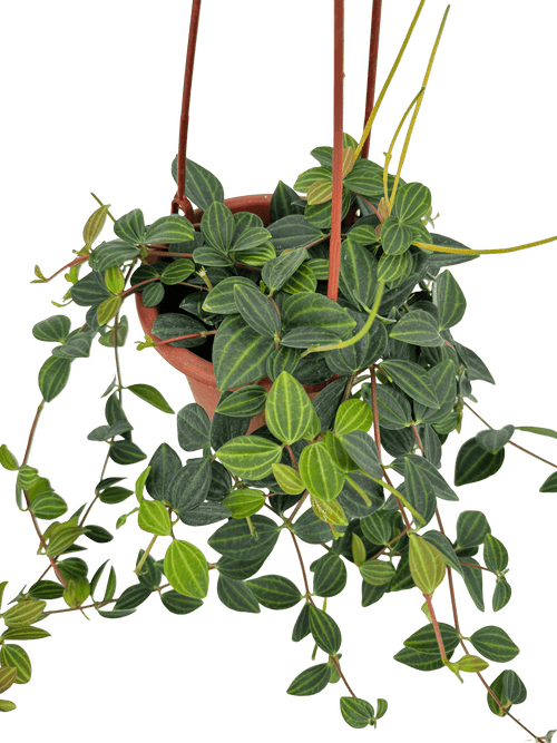 פפרומיה אנגולטה עציץ קוטר 15 ס״מ - רוטין (ירוק במרפסת לשעבר)