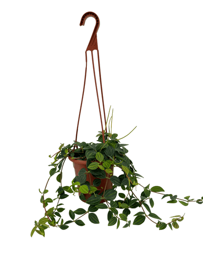 פפרומיה אנגולטה עציץ קוטר 15 ס״מ - רוטין (ירוק במרפסת לשעבר)