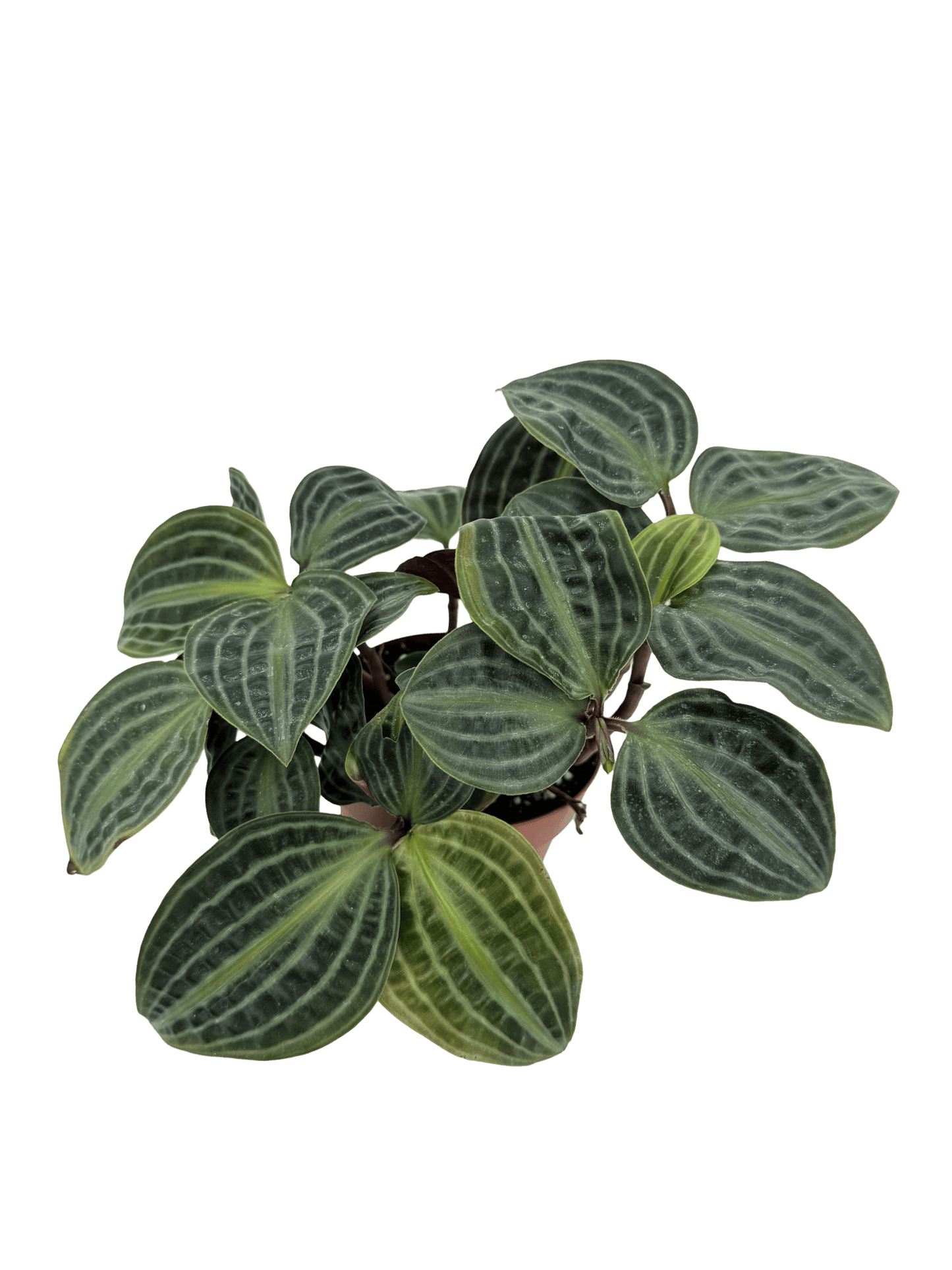 פפרומיה פואפיגיאיי - רוטין (ירוק במרפסת לשעבר)