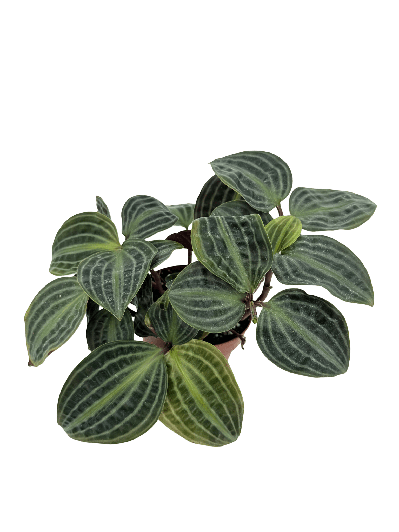 פפרומיה פואפיגיאיי - רוטין (ירוק במרפסת לשעבר)