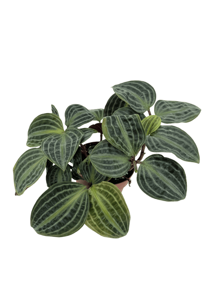 פפרומיה פואפיגיאיי - רוטין (ירוק במרפסת לשעבר)