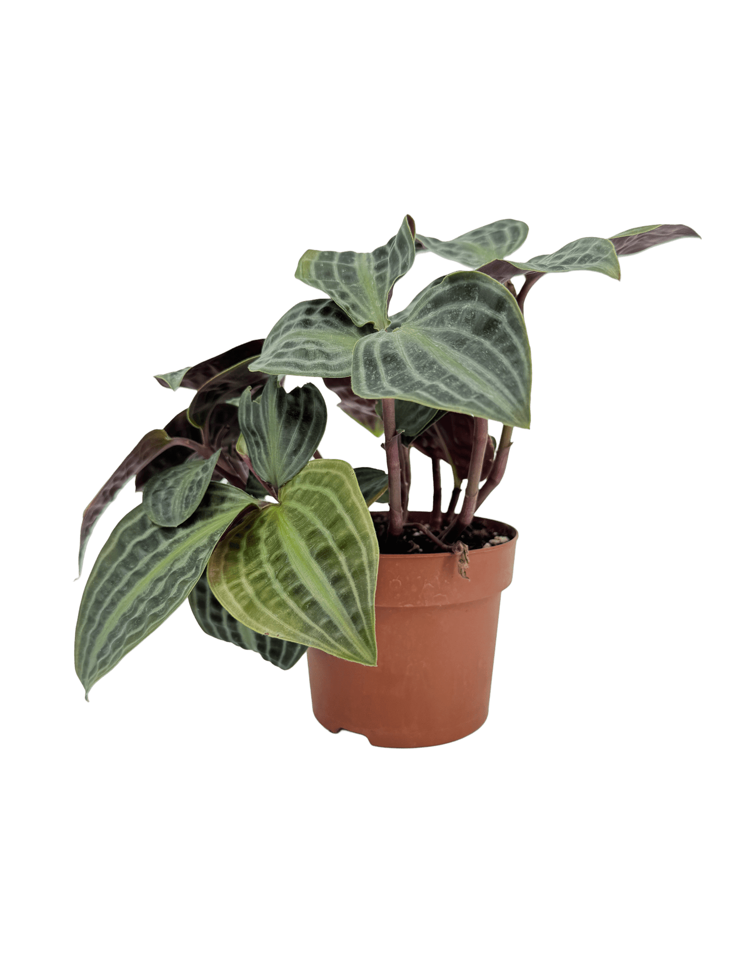 פפרומיה פואפיגיאיי