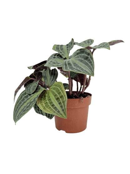 פפרומיה פואפיגיאיי