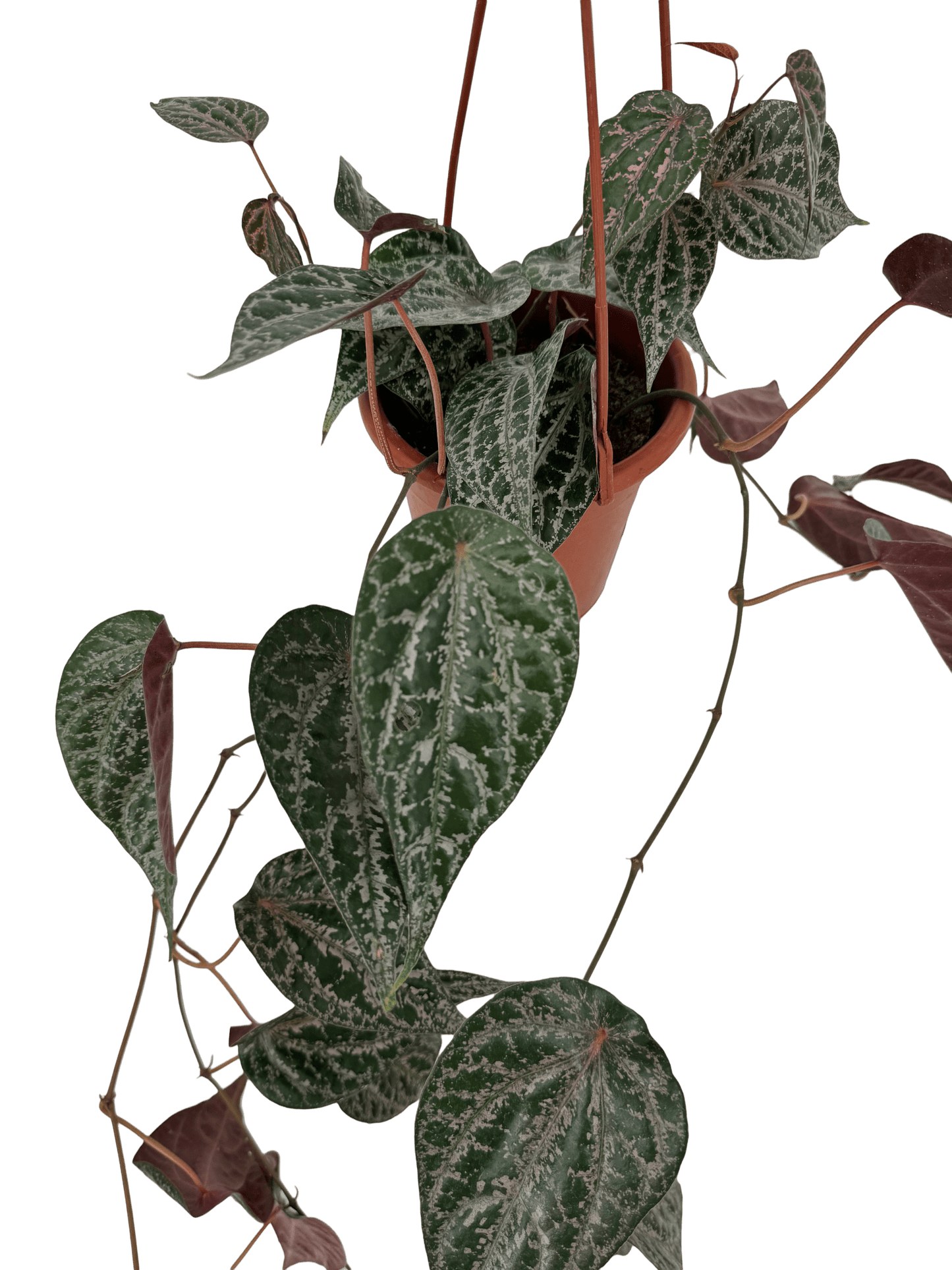 פייפר עציץ קוטר 15 ס״מ - רוטין (ירוק במרפסת לשעבר)