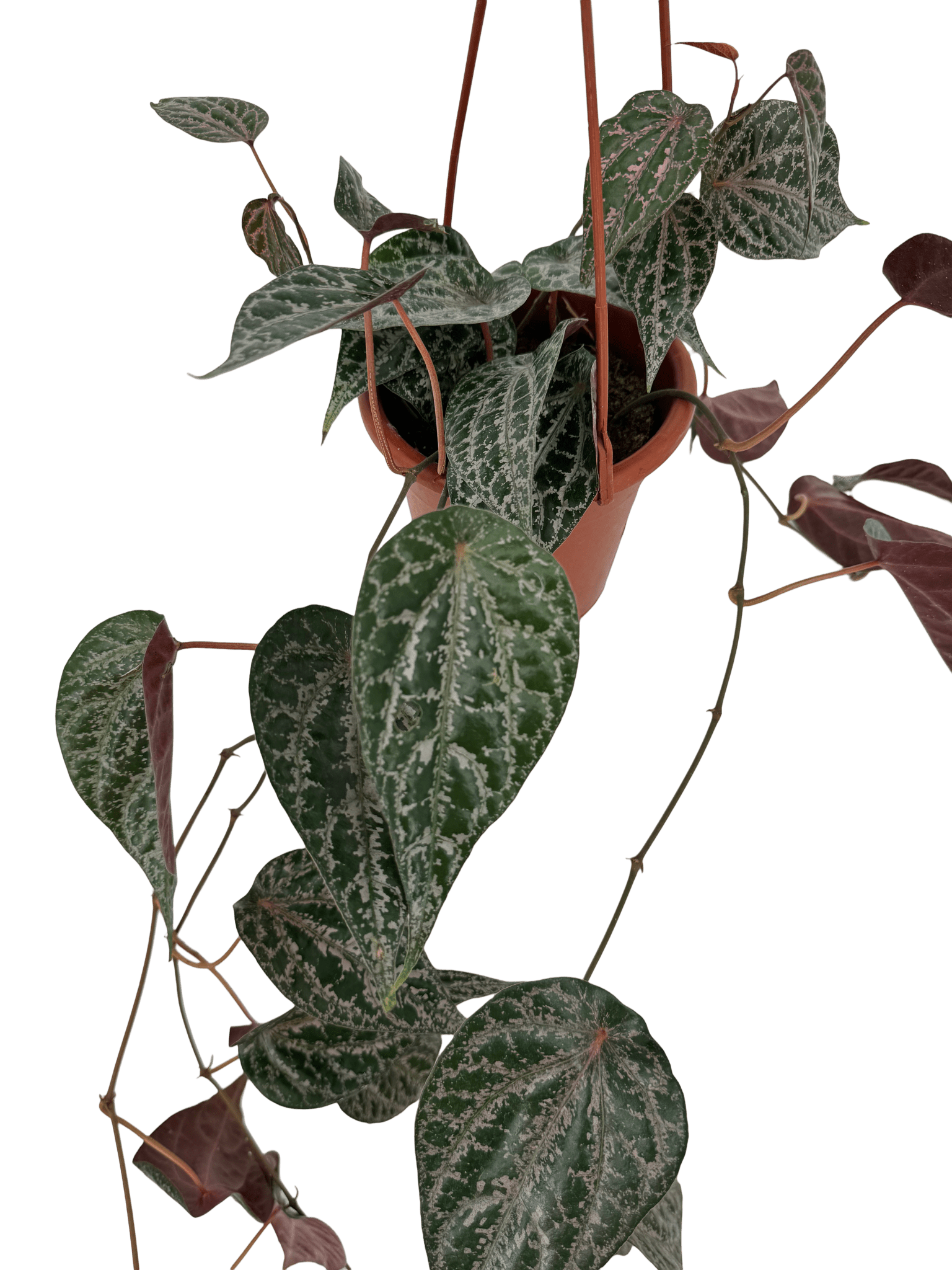 פייפר עציץ קוטר 15 ס״מ - רוטין (ירוק במרפסת לשעבר)