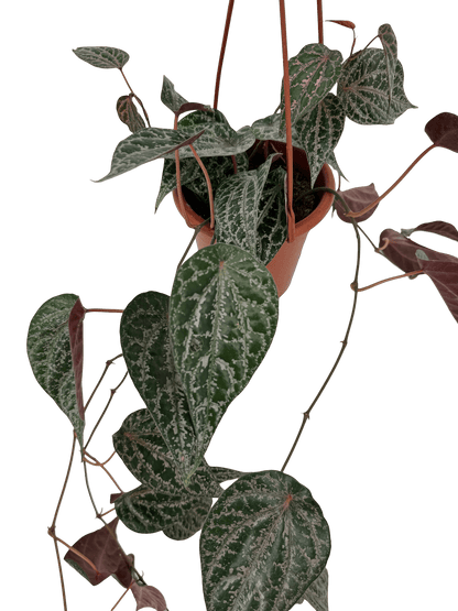 פייפר עציץ קוטר 15 ס״מ - רוטין (ירוק במרפסת לשעבר)