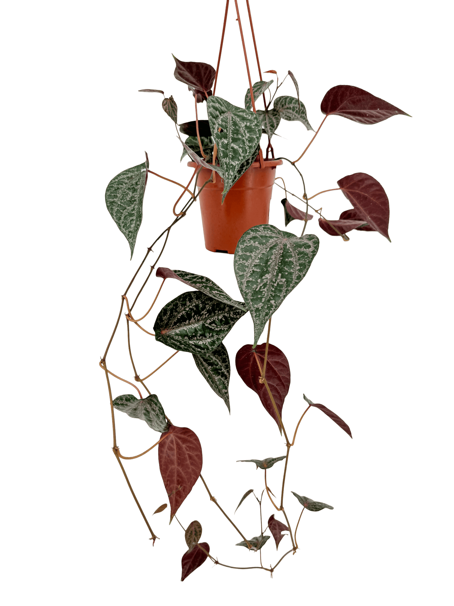 פייפר עציץ קוטר 15 ס״מ - רוטין (ירוק במרפסת לשעבר)