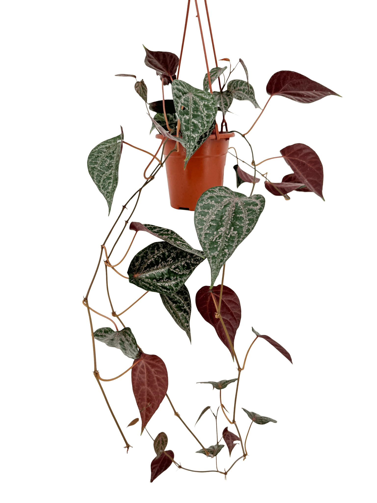 פייפר עציץ קוטר 15 ס״מ - רוטין (ירוק במרפסת לשעבר)