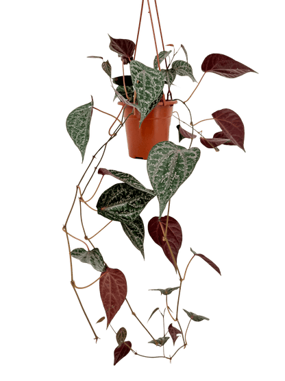 פייפר עציץ קוטר 15 ס״מ - רוטין (ירוק במרפסת לשעבר)