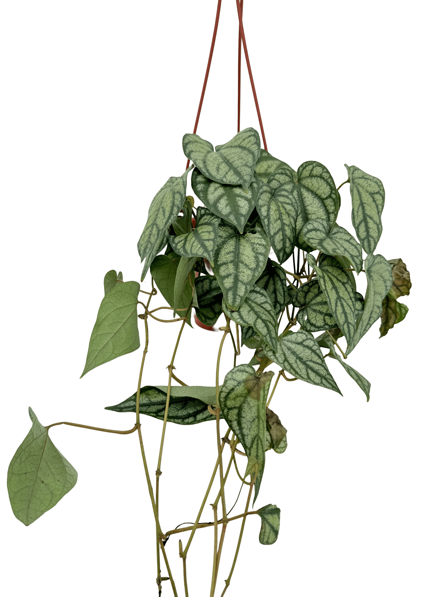 פייפר סילבר עציץ קוטר 15 ס״מ - רוטין (ירוק במרפסת לשעבר)