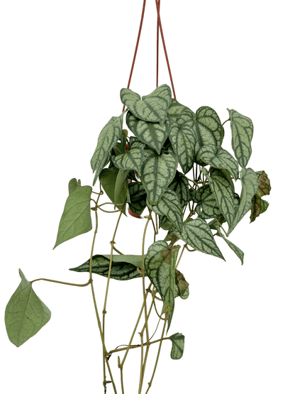 פייפר סילבר עציץ קוטר 15 ס״מ - רוטין (ירוק במרפסת לשעבר)