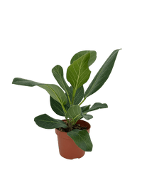 עציץ מגדלים (חינם)