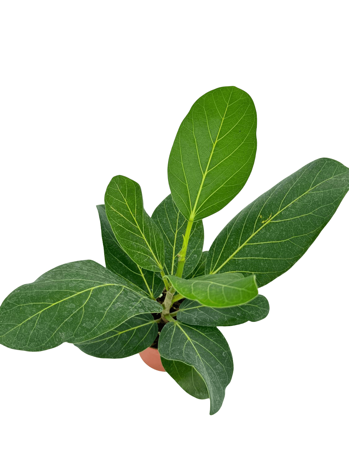 פיקוס אודרי - רוטין (ירוק במרפסת לשעבר)