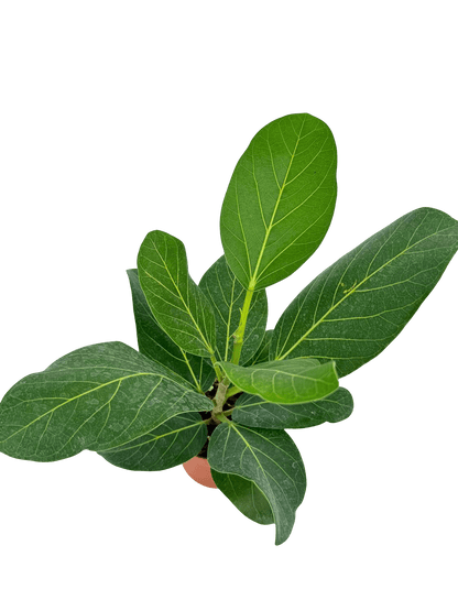 פיקוס אודרי - רוטין (ירוק במרפסת לשעבר)