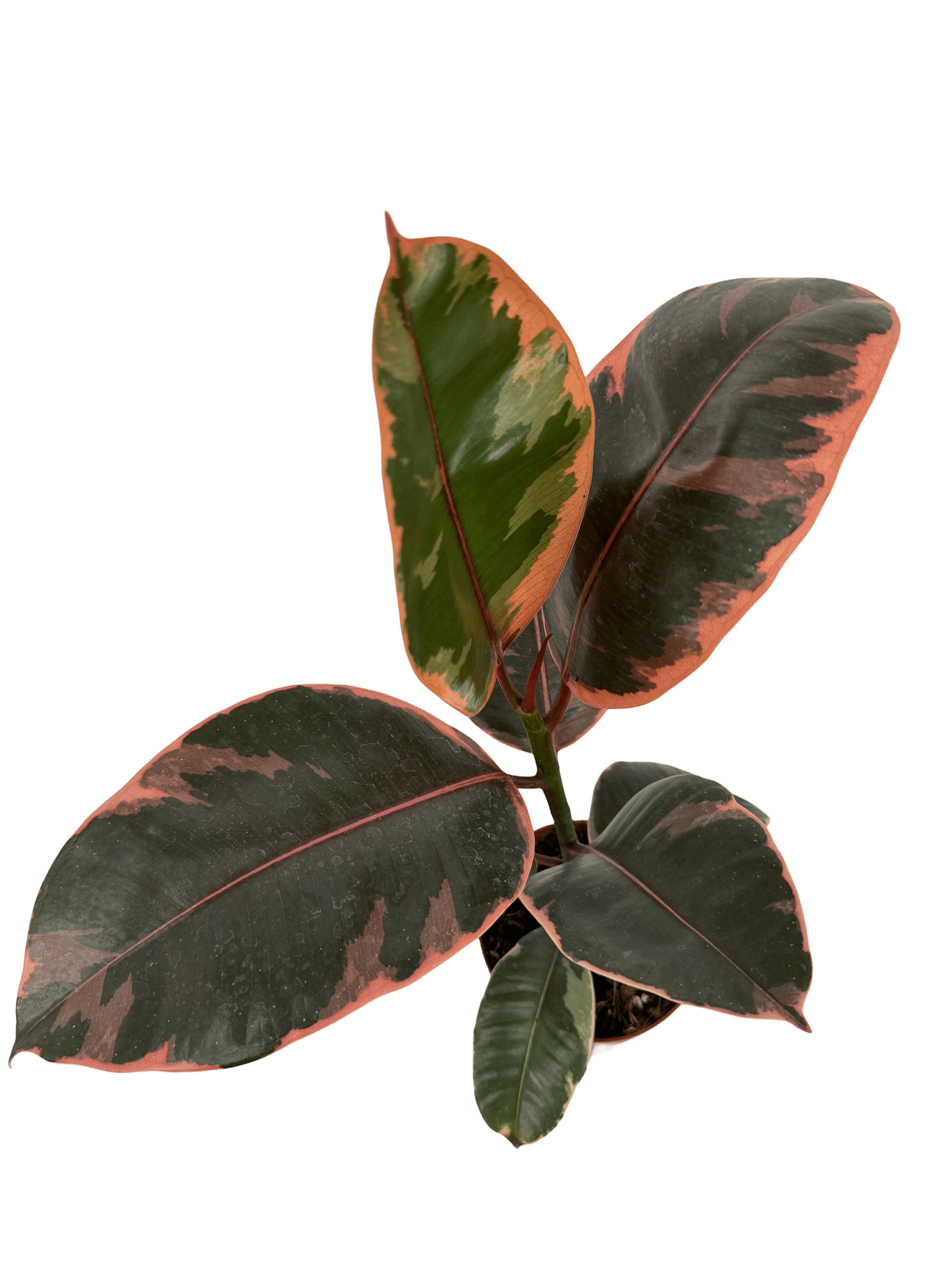 פיקוס בליז - רוטין (ירוק במרפסת לשעבר)