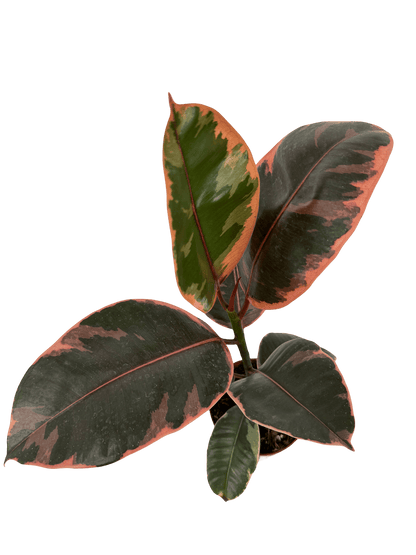 פיקוס בליז - רוטין (ירוק במרפסת לשעבר)