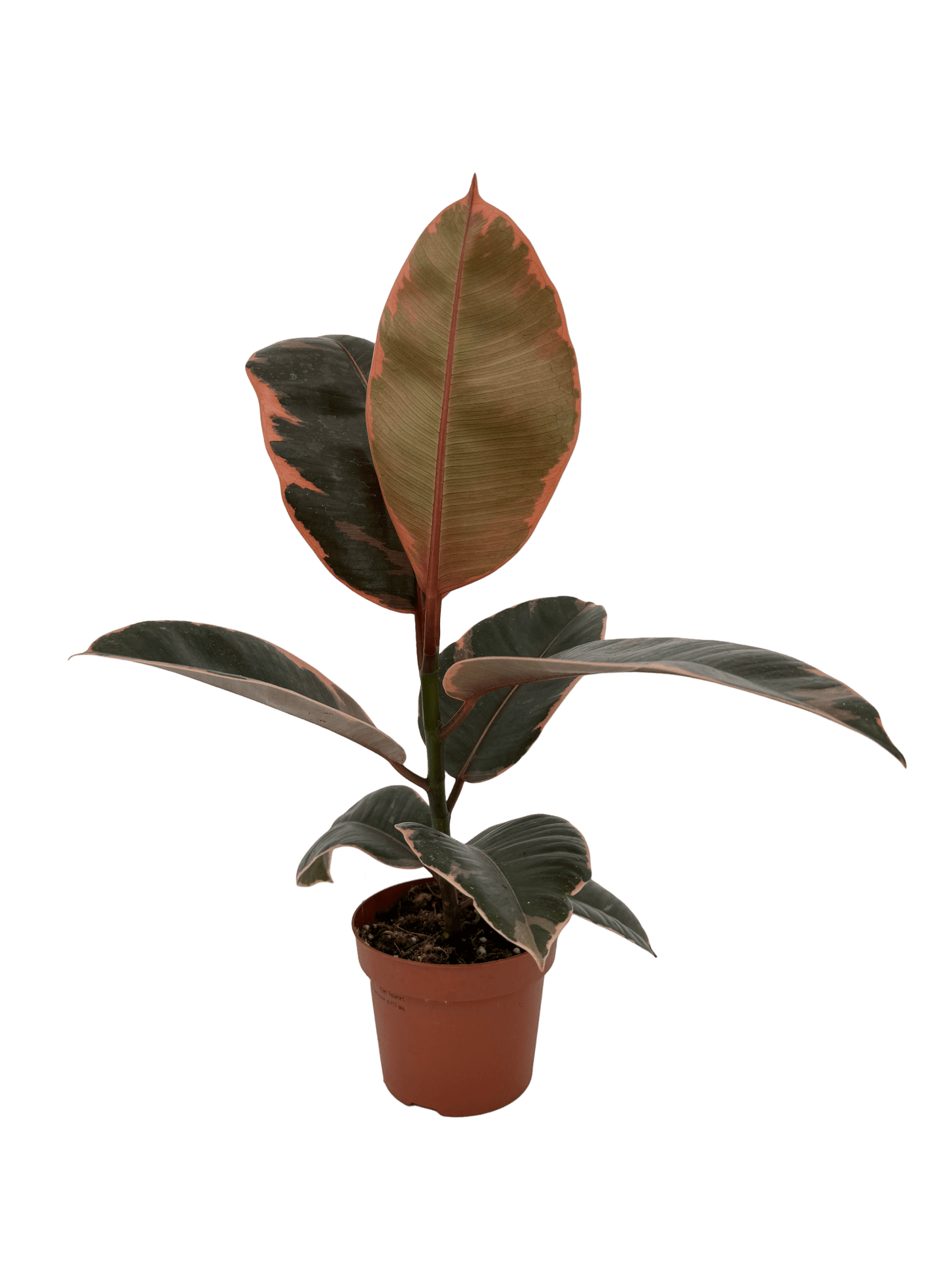 פיקוס בליז - רוטין (ירוק במרפסת לשעבר)