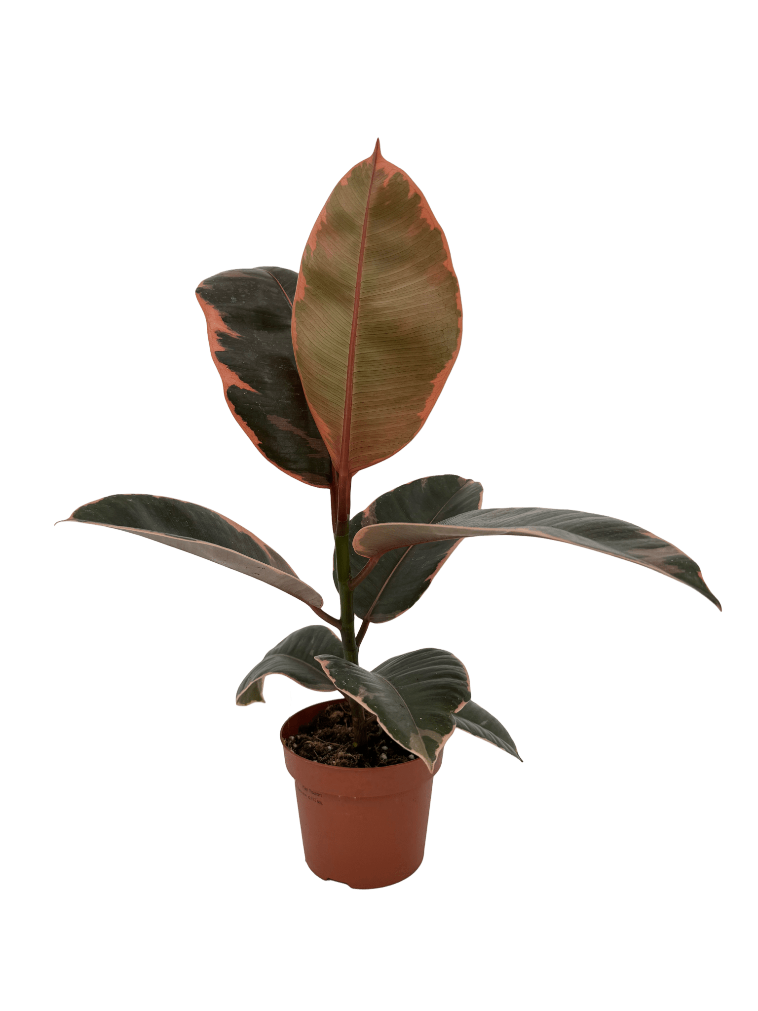 פיקוס בליז - רוטין (ירוק במרפסת לשעבר)