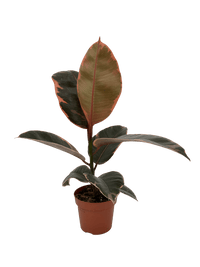 עציץ מגדלים (חינם)