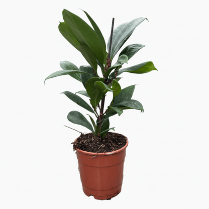 פיקוס בנגלי קוטר 12