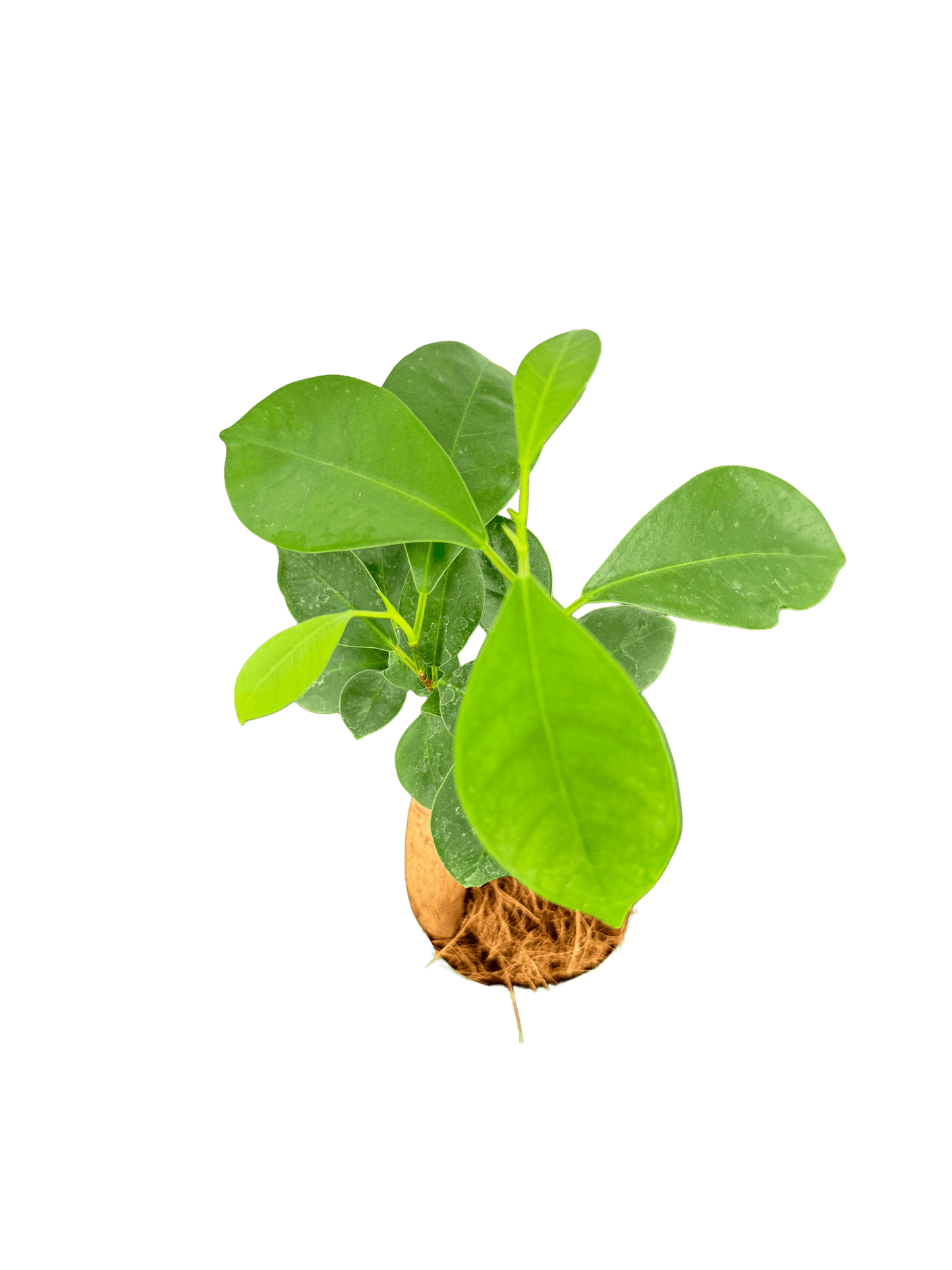 פיקוס בונזאי קוטר 9 - רוטין (ירוק במרפסת לשעבר)