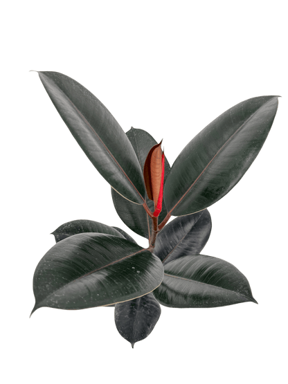 פיקוס גומי שחור - רוטין (ירוק במרפסת לשעבר)