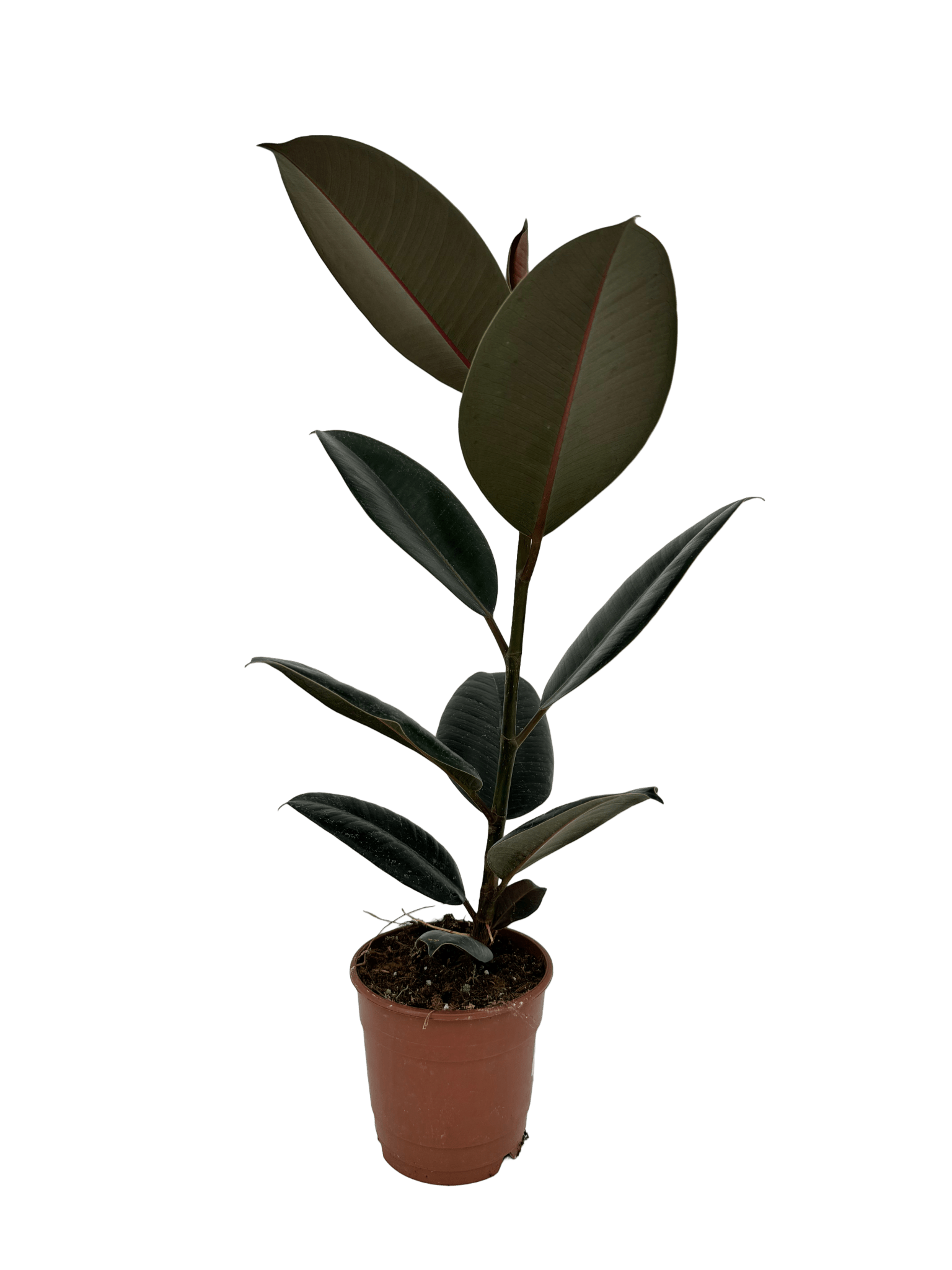 פיקוס גומי שחור - רוטין (ירוק במרפסת לשעבר)