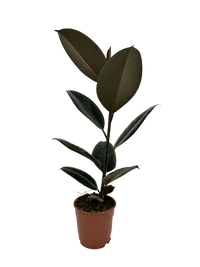 עציץ מגדלים (חינם)