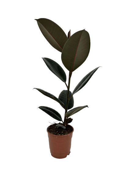 פיקוס גומי שחור - רוטין (ירוק במרפסת לשעבר)