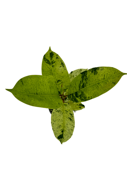 פיקוס מונשיין - רוטין (ירוק במרפסת לשעבר)