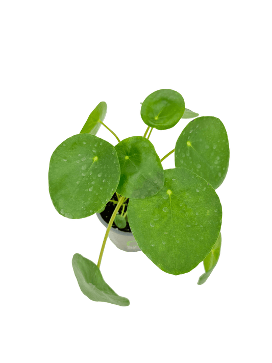 פילאה פפרומית - רוטין (ירוק במרפסת לשעבר)