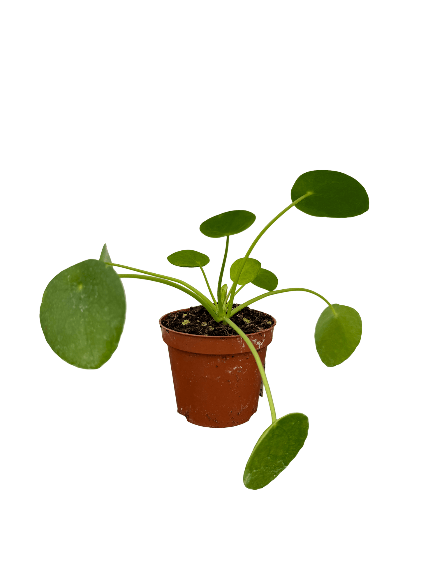 פילאה פפרומוידיס קוטר 9 - רוטין (ירוק במרפסת לשעבר)